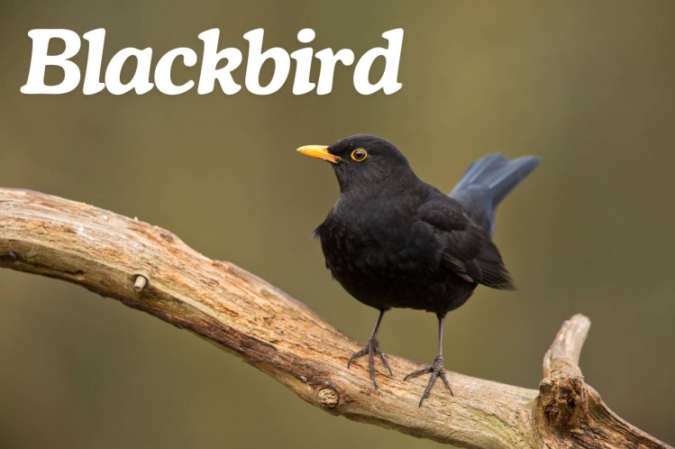 Bird Fact File: Blackbird